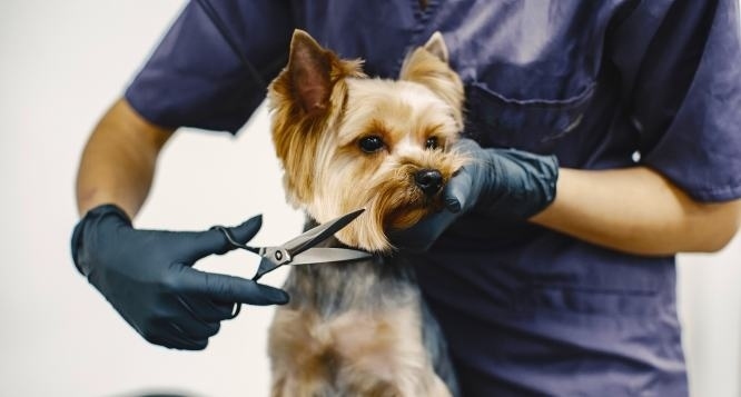 Petshop João e Maria, Banho + Tosa Higiênica + Acessório + Hidratação + Escovação dentária Petshop João e Maria, Banho + Tosa Higiênica + Acessório + Hidratação + Escovação dentária
