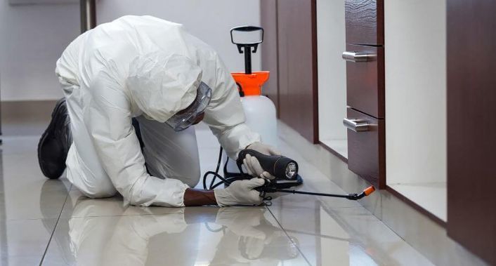 N' Service, Dedetização contra pragas para imóveis até 150 m² na N' Service